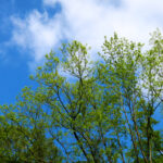 認知症 薬 と探し物問題