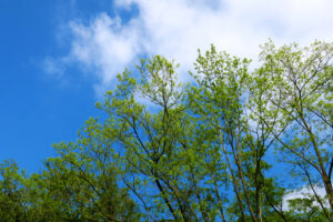 認知症 薬 と探し物問題