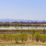 心臓の血液検査 BNP(ヒト脳性ナトリウム利尿ペプチド)上昇