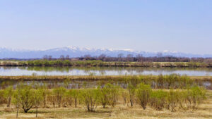 心臓の血液検査 BNP（ヒト脳性ナトリウム利尿ペプチド）上昇