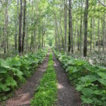 恐怖の日曜日、心房粗動再発　そうだ横須賀に行こう　⑥