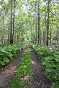 恐怖の日曜日、心房粗動再発　そうだ横須賀に行こう　⑥