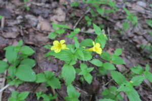 ここではカテーテルアブレーションはやっていません。⑦