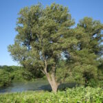 経食道心エコーこれが一番きつかった。⑩