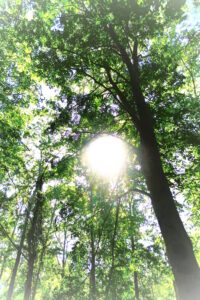 自分の脈をとる習慣ができる。⑬
