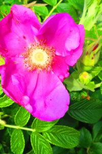 羽田空港のチャーシュー麺がまずかった　⑲