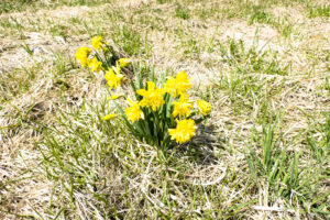 アブレーションのリスクよりカウンターショックがいやだ。