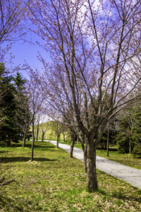 カテーテルアブレーションはどれほど痛いか?