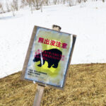 持続性心房細動にも保険が適応に、カテーテルアブレーション 保険