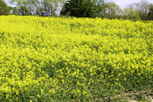 カテーテルアブレーション術後、その４