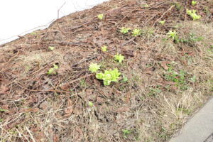 ストレスと不整脈はリンクしています。